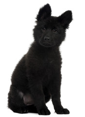 German Shepherd Dog puppy, 10 weeks old, sitting
