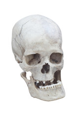 real male skull