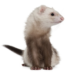 Ferret, 2 years old, in front of white background