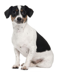 Jack Russell Terrier, 1 and a half years old, sitting