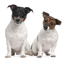 Jack Russell Terriers, 4 and 2 years old, sitting