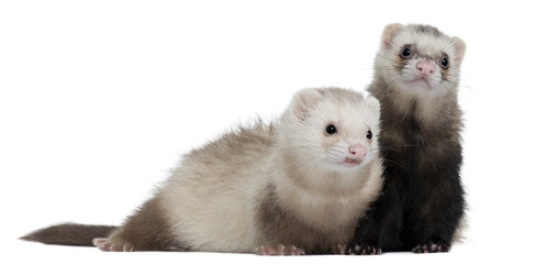 Ferrets, 8 months old, in front of white background