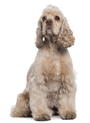 American Cocker Spaniel, 6 years old, sitting