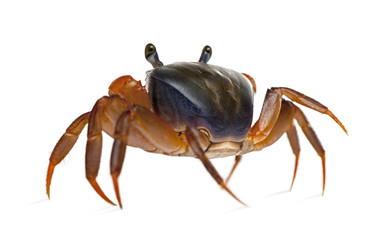 Rear view of Patriot crab, Cardisoma armatum