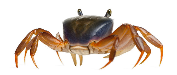 Patriot crab, Cardisoma armatum, in front of white background