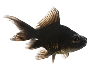Black moor, Carassius auratus, in front of white background