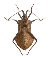 Dock bug, Coreus marginatus, in front of white background