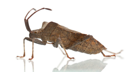 Dock bug, Coreus marginatus, in front of white background