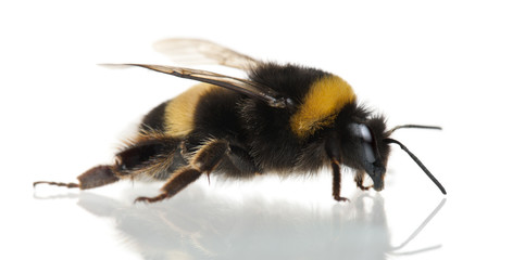 Bumblebee, Bombus sp., in front of white background