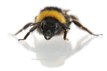 Bumblebee, Bombus sp., in front of white background