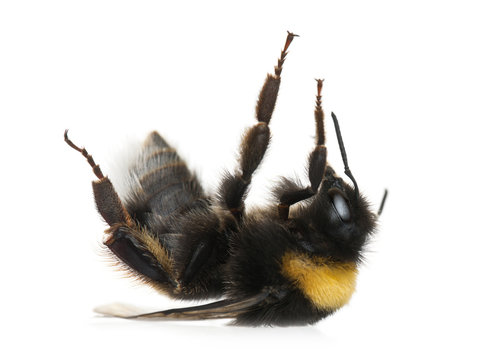 Bumblebee, Bombus sp., in front of white background