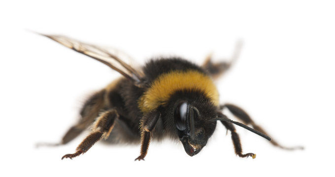 Bumblebee, Bombus sp., in front of white background