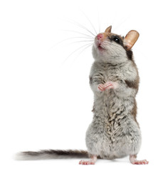 Garden Dormouse, Eliomys Quercinus, in front of white background