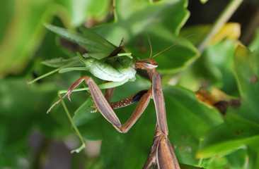 Praying Mantis eating Grashopper