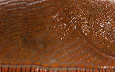 Close-up of Red slug skin, Arion rufus