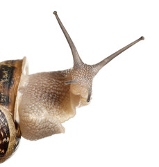 Close-up of Garden Snail in front of white background