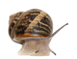 Garden Snail in front of white background