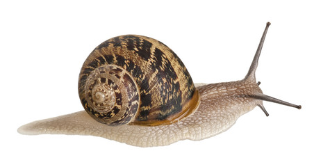 Garden Snail in front of white background © Eric Isselée
