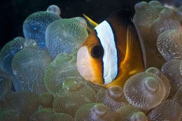 Naklejka na ściany i meble Orange Clownfish swimming in soft coral anemone