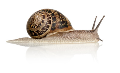 Garden Snail in front of white background