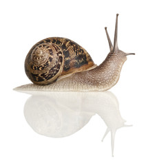 Garden Snail in front of white background
