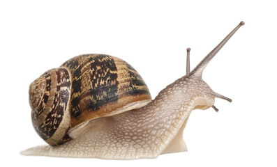 Garden Snail in front of white background