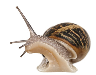 Garden Snail in front of white background