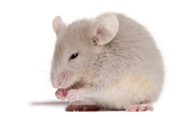 Young mouse in front of white background