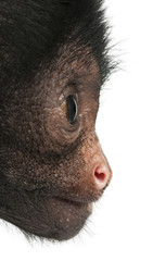 Close-up of Red-faced Spider Monkey, Ateles paniscus