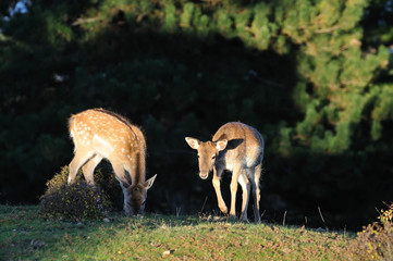 fallow deer