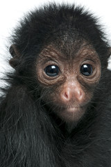 Close-up of Red-faced Spider Monkey, Ateles paniscus