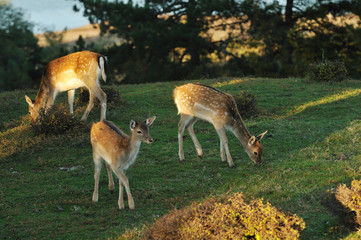 fallow deer