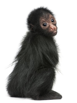 Red-faced Spider Monkey, Ateles paniscus, 3 months old