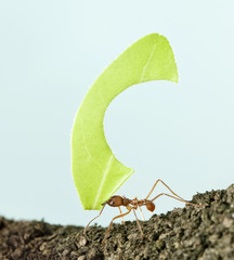 Leaf-cutter ant, Acromyrmex octospinosus, carrying leaf - obrazy, fototapety, plakaty