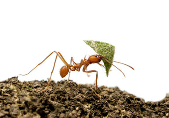 Leaf-cutter ant, Acromyrmex octospinosus, carrying leaf