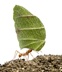 Leaf-cutter ant, Acromyrmex octospinosus, carrying leaf