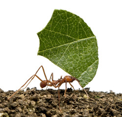 Leaf-cutter ant, Acromyrmex octospinosus, carrying leaf