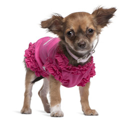 Young Chihuahua dressed in pink standing