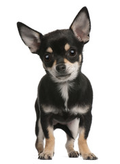 Chihuahua puppy, 6 months old, standing
