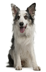 Border Collie, 6 years old, sitting in front of white background