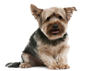 Yorkshire Terrier, 2 years old, sitting