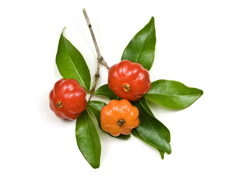 Brazilian Cherry - Pitanga
