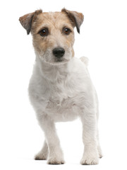 Jack Russell Terrier, 4 years old, standing