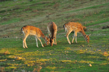 family fallow deer