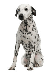 One-eyed Dalmatian, 10 years old, sitting