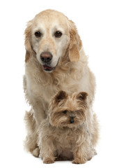 Golden Retriever, 6 years old, and Yorkshire Terrier