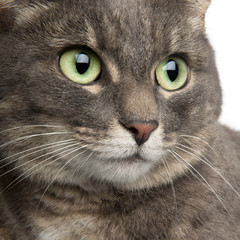 Close-up of mixed breed cat, 3 years old