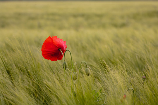 Milchreife Images Browse 10 Stock Photos, Vectors, and Video Adobe