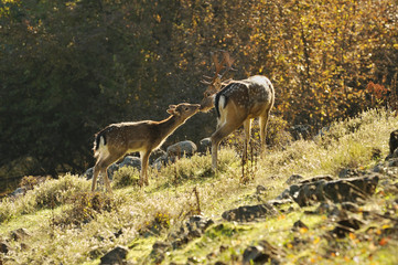 fallow deer