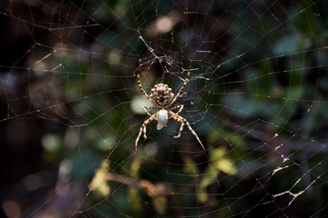 Spider in a web